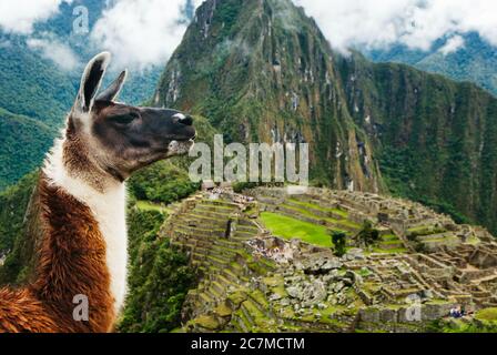 alpaca vor Machu picchu, Cusco, Peru, Südamerika Stockfoto