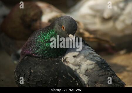 Nahaufnahme einer schönen Taube mit unscharfem Hintergrund Stockfoto
