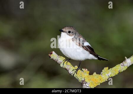 Europäischer Fichtschirmfänger Ficedula hypoleuca, Malta, Mittelmeer Stockfoto