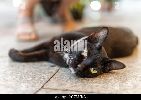 Eine schwarze Katze mit weißen Füßen und einem weißen Kinn liegt auf dem Boden Stockfoto
