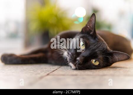 Eine schwarze Katze mit weißen Füßen und einem weißen Kinn liegt auf dem Boden Stockfoto
