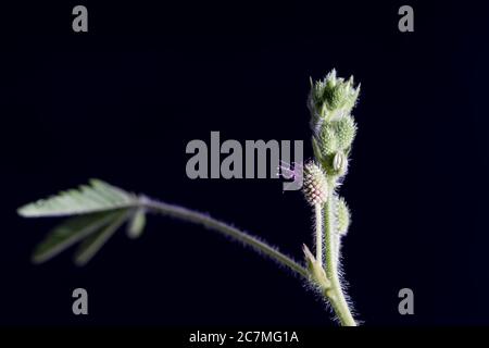 Cluster von grünen Blüten bereit zu blühen. Nahaufnahme Blumen auf der Pflanze. Stockfoto