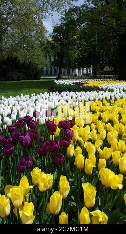 Vertikale Aufnahme von lila, gelben und weißen Tulpen im Park Stockfoto