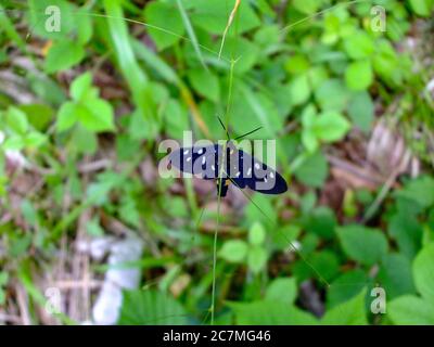 Schwarzer Schmetterling über grünem Gras und Pflanzen Stockfoto