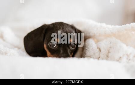 Schöne Aufnahme eines Welpen österreichischen schwarz und Tan Hound Stockfoto