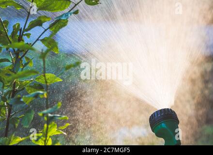 Nahaufnahme des Rasensprinklers mit Hintergrundbeleuchtung, der Wasser ausstreckt. Bewässerung Bewässerungssystem für Sommergarten Konzept Stockfoto