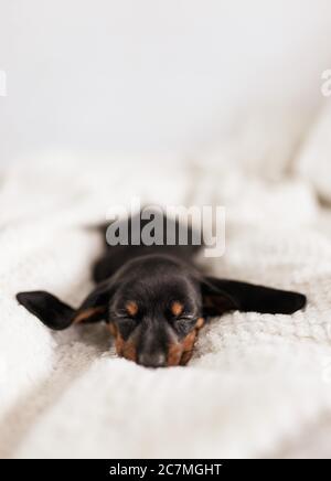 Schöne Hochwinkel vertikale Aufnahme eines Welpen österreichischen Schwarz Und Tan Hound schlafen Stockfoto