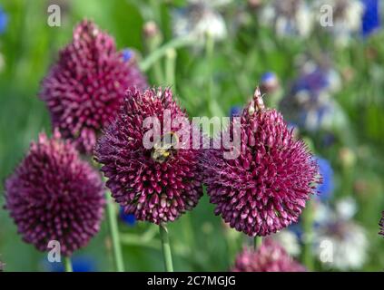 Nahaufnahme der eiförmigen kastanienbraunen violetten Blüten von Drumstick-Allien oder Allium sphaerocephalum, die im Sommer im Juli mit Hummeln im Garten gesehen werden. Stockfoto