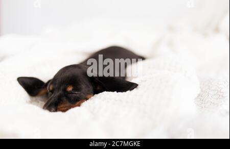 Schöne Aufnahme von einem Baby österreichischen Schwarz und Tan Hound Schlafen Stockfoto