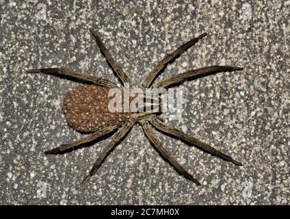 Rabid Wolf Spinne (Rabidosa rabida), Weibchen mit spinnendem Baby auf dem Rücken. Auch die Texas Wolf Spinne genannt. Stockfoto