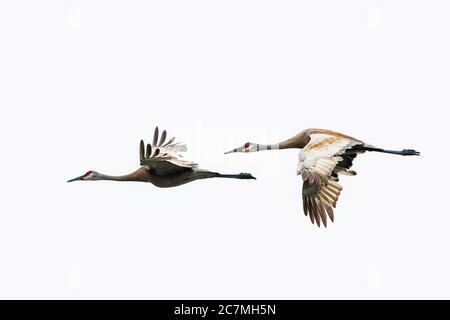 Sandhill Kraniche Flug in winzigen Sumpf Ontario Stockfoto