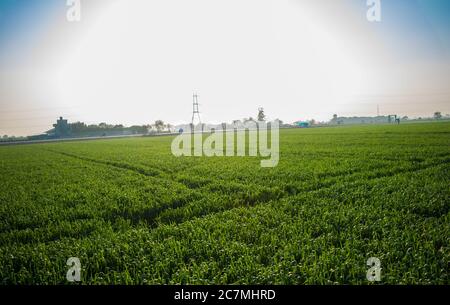 Feld von jungen Weizen, Grünes Weizenfeld mit Wolken in Indien, landwirtschaftliche Feldlandschaft Stockfoto