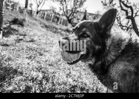 Graustufen Aufnahme eines entzückenden Schäferhund spielen mit einem Ball Stockfoto