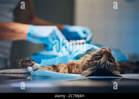 Hände des Tierarztes während der Katzoperation in der Tierklinik. Stockfoto