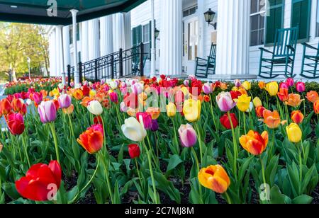 Buntes Bild von brillanten Tulpen vor dem Equinox Hotel in Manchester Village in Manchester, Vermont. Stockfoto