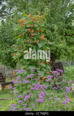 Phaseolus coccineus Runner-Bohnenpflanze rote Blüten grüne Blätter wächst hoch an Stütze im Freien organisch im Hausgarten. Gartenbauanwendungen. Stockfoto