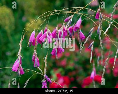 Dierama pulcherrimum 'Flamingo' in Blüte UK Ende Juni Stockfoto