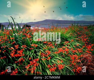 IE - CO. KERRY: Montbretia blüht auf der Insel Valencia am Cromwell Point Stockfoto