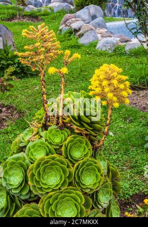 Hühner und Küken, Sempervivum tectorum, Zierpflanze im Termas de Papallacta Resort in Ecuador. Stockfoto