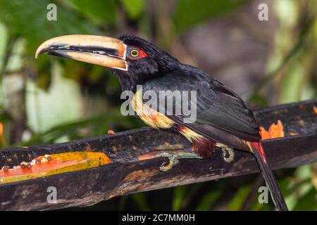 Blasse Aracari, Pteroglossus erythropygius, in der Tinalandia Lodge in Ecuador. Stockfoto