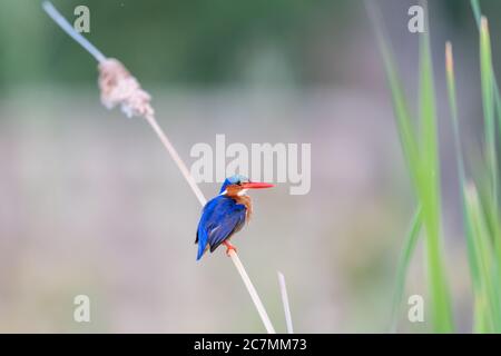 Malachiteisvogel (Alcedo cristata) in Kenia Stockfoto