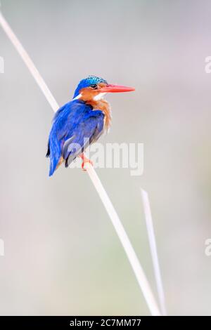 Malachiteisvogel (Alcedo cristata) in Kenia Stockfoto