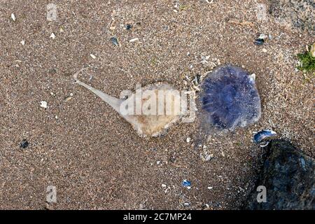 Blaue Quallen, Cyanea labarckii und junge Löwenmane Quallen, Cyanea Capillata, liegen auf Sand gewaschen am Montrose Beach, Angus, Schottland, Juli. Stockfoto