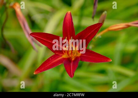 Eine Nahaufnahme der kräftigen roten Blume von Hemerocallis Stafford, die nur für einen Tag blüht, im Juli im Garten gesehen. Stockfoto