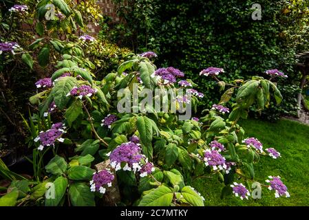 Blau blühenden Hydrangea aspera sargentiana Stockfoto