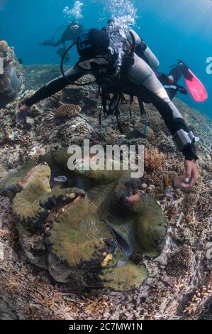 Taucher mit Fluted Giant Clam, Tridacna squamosa, Midreef Tauchplatz, Sipadan Island, Sabah, Malaysia, Celebes Sea Stockfoto
