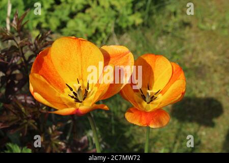 Tulpen im Frühling grüßen die ersten warmen Sonnenstrahlen Stockfoto