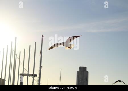 Schwarzkopfmöwe (Lachmöwe) fliegt im Hafen von Schleswig mit dem Wikingerturm im Hintergrund, Schleswig, S-H, Deutschland. Stockfoto