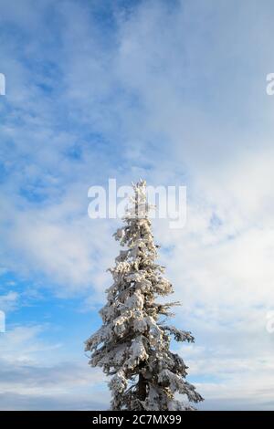 Ein großer Nadelbaum. Schneeschicht ist auf Laub während der Wintersaison. Vertikale Aufnahme Stockfoto