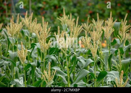 Gruppe von süßen Hühnern mit männlichen Blüten oder Quasten auf der Zuteilung im Juli. Stockfoto