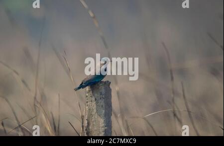 Ein wilder Vogel auf der Säule im Grasland im Morgenlicht. Stockfoto