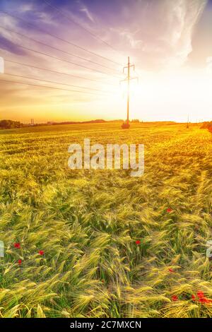 Schöner Sonnenuntergang über dem gelben Weizenfeld. Vertikale Aufnahmen Stockfoto