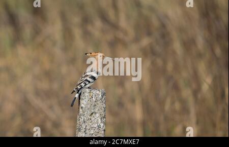 Ein wilder Vogel, der bei Tageslicht auf der Säule im Grasland ruht. Stockfoto