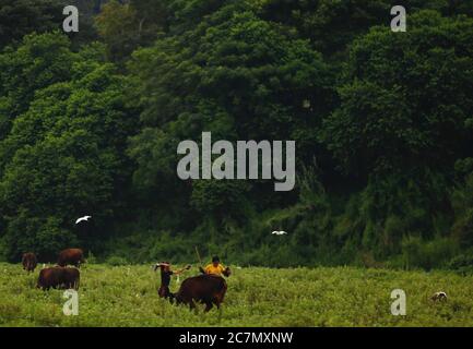 Lalitpur, Nepal. Juli 2020. Bauern weiden ihre Rinder am Samstag auf einem Reisfeld am Stadtrand von Kathmandu, Nepal. (Bild: © Skanda GautamZUMA Wire) Stockfoto