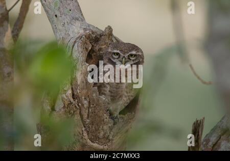 Wildkauz im Nest im Dschungel warten auf Nacht. Stockfoto