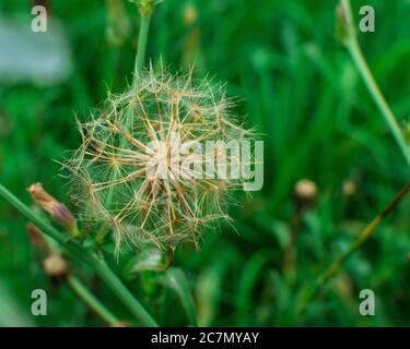 Nahaufnahme eines Löwenzahn-Saatkopfes auf einer Wiese Stockfoto