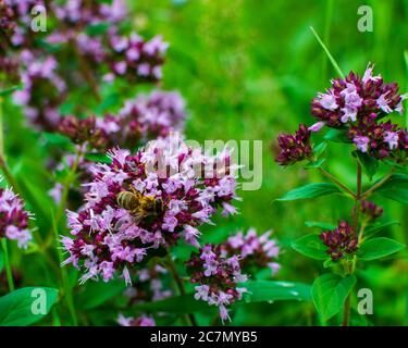 Nahaufnahme einer Honigbiene auf einem rosa und lila wilden Oregano-Blütenkopf. Stockfoto
