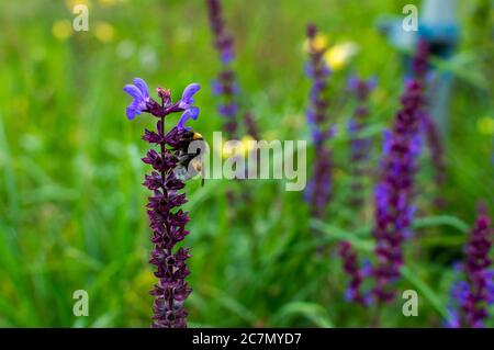 Nahaufnahme einer Hummel mit Bumpflamm, die sich auf den violetten Blüten einer Weidensalbeipflanze ernährt. Stockfoto