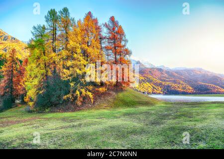 Spektakuläre bunte Lärchen auf der Wiese beim Champfersee. Lage: Silvaplana, Maloya, Engadin, Kanton Graubünden, Schweiz, EUR Stockfoto