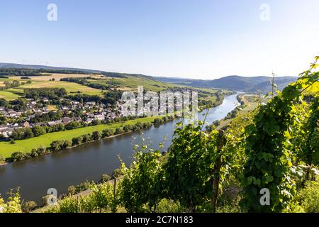 Landschaftlich reizvolle Aussicht auf Moseltal nahe Dorf Brauneberg mit Weinberg im Vordergrund Stockfoto