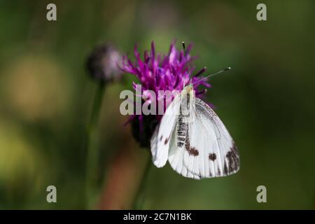 Der Weißschmetterling nimmt Nektar aus der Distelblüte Stockfoto