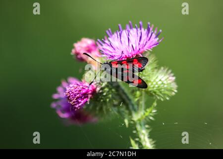 Sechs-Punkt-burnett, Zygaena filipendulae, sitzend auf purpurner Distelblüte Stockfoto