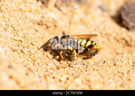 Europäischer Bienenwolf (Philanthus triangulum), eine Bienenmörder-Wespe, die Bienenfreute in ihren Nestbau im Sand nimmt, Großbritannien Stockfoto