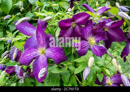 Clematis Jackmanii Purpurea 'Zojapur' Kletterer mit lila Blüten im Juli, Großbritannien Stockfoto