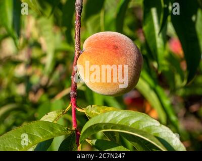 Pfirsichfrucht auf dem Pfirsichbaum im Garten Stockfoto