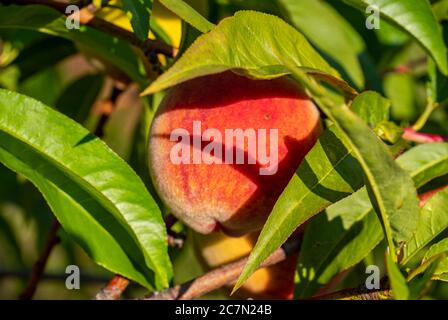 Pfirsichbaum auf dem Pfirsichbaum im Garten Stockfoto